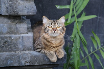 Fluffy Striped Plump Cat with Amber Eyes Resting on Stone Altar
