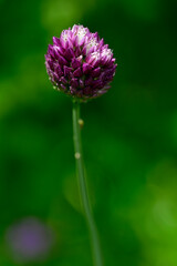 Rundköpfiger Lauch, Runder Lauch // round-headed leek, purple-flowered garlic (Allium rotundum)