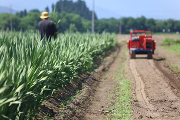 グラジオラスの収穫をする男性