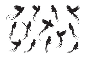 Resplendent Quetzal Silhouette Vector Set