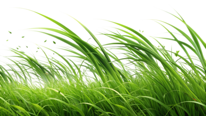 Lush green grass blades blowing in the wind with a white outline on a black background nature isolated on a transparent background