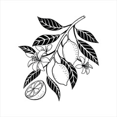 black and white lemon fruits