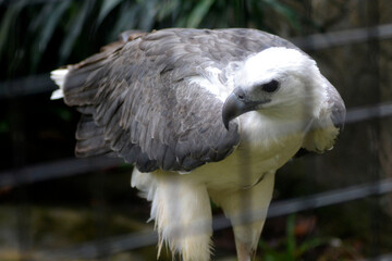 A majestic white-bellied sea eagle with sharp eyes and powerful beak, standing proudly with its wings folded.