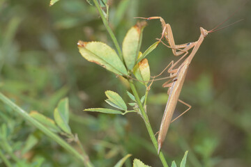 Mantis religiosa | Mante religieuse