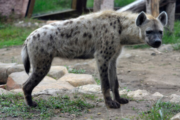 A spotted hyena standing alert on rocky ground, showcasing its strong build, spotted fur, and...
