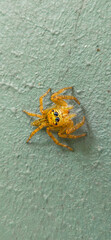Close-up of golden jumping spider with shiny eyes on textured wall, detailed macro of arachnid in nature wildlife photography.