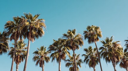 Obraz premium Palm Trees Against Clear Blue Sky Providing a Tropical Landscape
