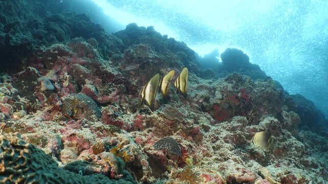 batfish group underwater swim on bottom of sea sardine school background