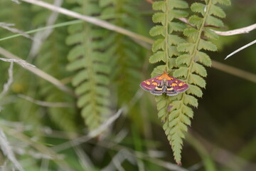 Pyrausta purpuralis - Pyrauste pourprée