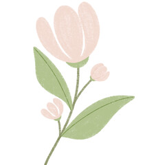 pink flower isolated on white