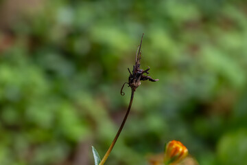 A dried, dead Cosmos sulphureus flower stands on its stem, its petals gone. The skeletal structure of the seed head remains against a blurred green background, showing the end of its life cycle