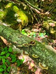 Colorful false turkey tail fungi growing on moss wood in the forest in the sunlight. Salciua, Alba, Romania