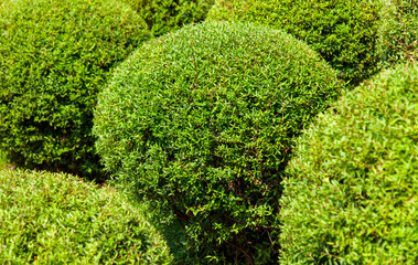 Row of bushes with green leaves