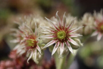 Rojnik ciemnozielony Sempervivum