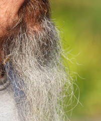 Man with a long gray beard