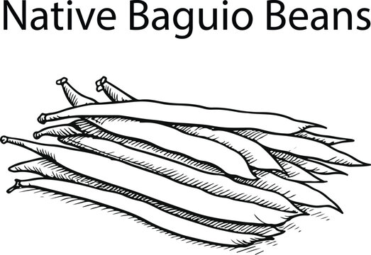 Baguio Beans and Sitaw Hand Drawn Vector Illustration &ndash; Botanical Filipino Vegetables Sketch