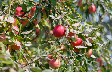 Tree with many apples on it