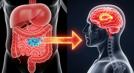 Diagram illustrating the connection between digestive system and brain health, highlighting nutrient absorption and its impact on mental well-being.