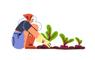 Farmer is gathering beets from beds. Farm worker is growing beetroot in garden. Woman cares about root vegetables, agriculture crop. Flat isolated hand drawn vector illustration on white background