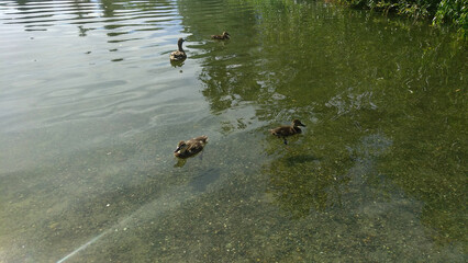 ducks in the pond