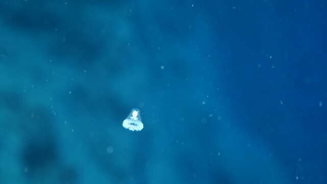 Turritopsis nutricula Turritopsis dohrnii Oceania O. armata immortal underwater closing jellyfish ocean scenery