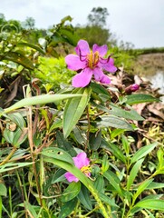 pink flowers of the sky