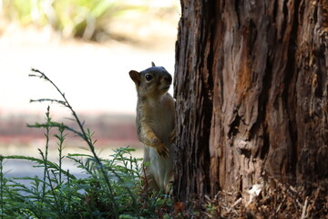 squirrel standing by the tree