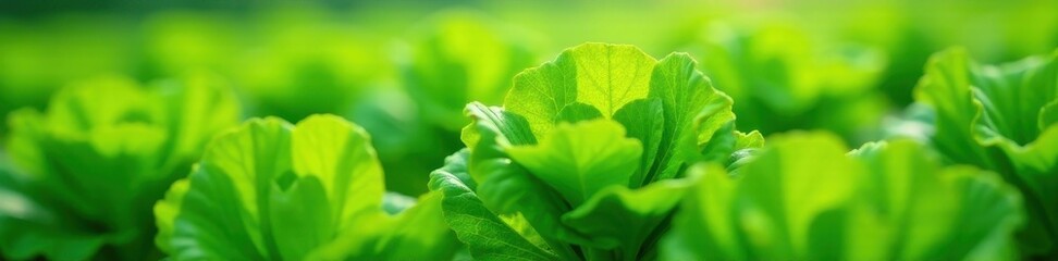 Close-up of green lettuce leaves, water droplets from drip irrigation system , eco-friendly, ecology, outdoor