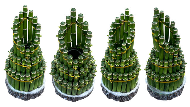 Bamboo Hokki, Bambu Hoki, Dracaena sanderiana, 4 sided