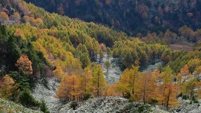 落葉松の紅葉