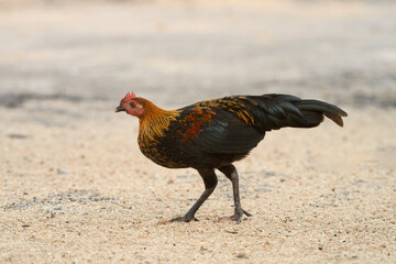 Selective focus of chicken.Chicken were looking for food.