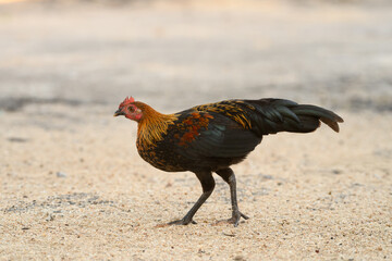 Selective focus of chicken.Chicken were looking for food.