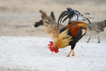 Selective focus of chicken.Chicken were looking for food.