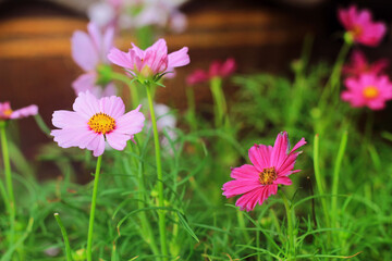 pink flowers in the garden