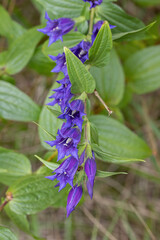 Wild growing willow gentian (Gentiana asclepiadea). Deep blue blossoms.