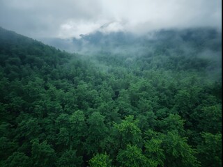 Lush green mountain forest covered in mist and clouds, scenic natural landscape with dense vegetation, rolling hills, and tranquil wilderness atmosphere in fresh morning light