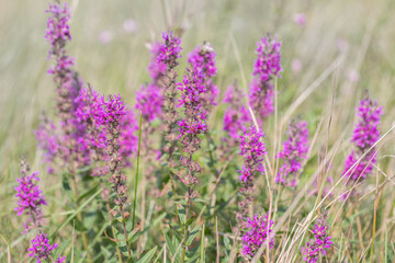 Group of purple-loosestrife (Lythrum salicaria) flowers.