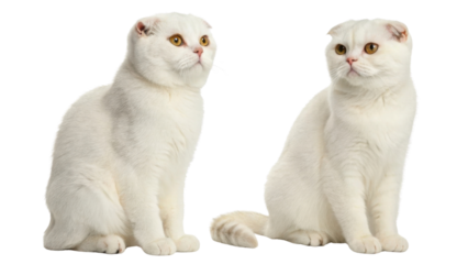 Pair of adorable Scottish Fold cats with fluffy white fur and expressive eyes sit gracefully, showcasing their unique charm and playful nature