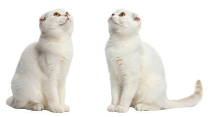 White Scottish Fold cats exhibit charming demeanor and unique folded ears, captivating anyone who sees them