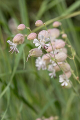 Blossoms of maidenstears (Silene vulgaris).