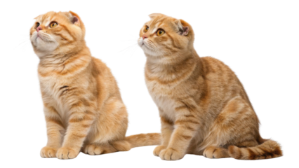 Scottish fold cats are known for their unique folded ears and playful nature, making them delightful companions
