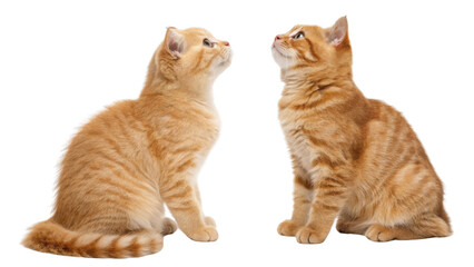 Scottish fold cats are known for their unique appearance and playful nature, making them delightful companions