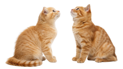 Scottish fold cats are known for their unique appearance and playful nature, making them delightful companions