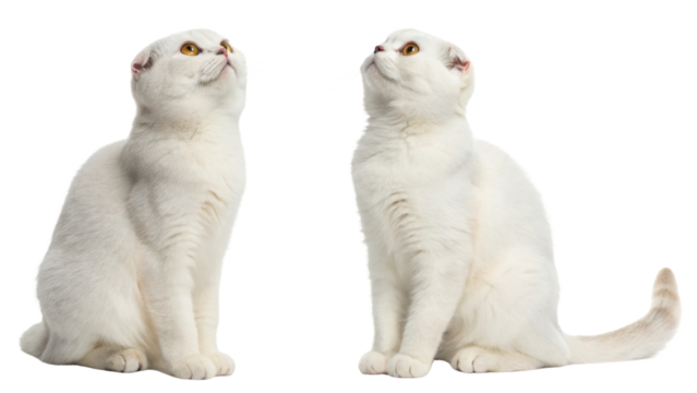 White Scottish Fold cats exhibit charming demeanor and unique folded ears, captivating anyone who sees them