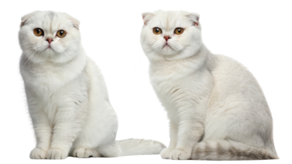 Scottish fold cats are known for their unique folded ears and charming personalities, making them delightful companions