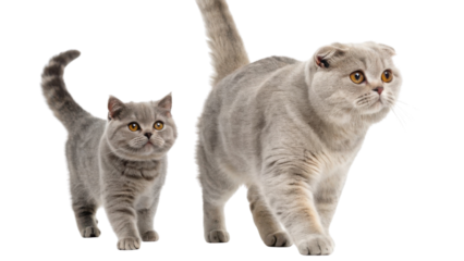 Scottish fold cats are known for their unique appearance and playful nature, making them delightful companions