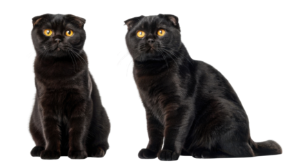 Scottish fold cats are known for their unique appearance and playful nature, making them delightful companions