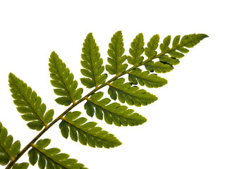 Delicate fern leaf with natural shadows, ultra-detailed macro photography look, isolated