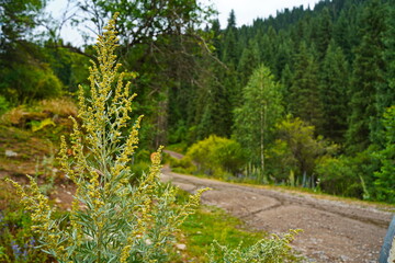 Obraz premium National Nature Park. Mountainous area with different vegetation. Cloudy, raining.