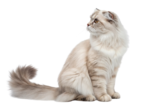 Beautiful Scottish Fold cat with soft fur and striking eyes sits gracefully, showcasing its unique features and charming personality